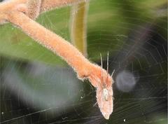 Tetragnatha bituberculata