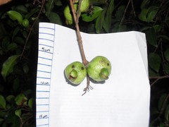 Psidium friedrichsthalianum
