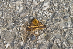 Lemonia dumi