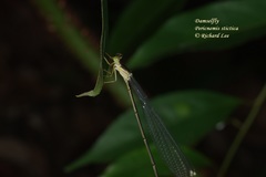 Pericnemis stictica