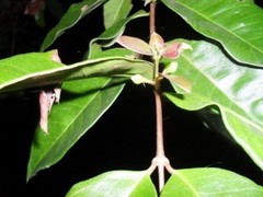 Psidium friedrichsthalianum