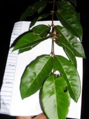 Psidium friedrichsthalianum