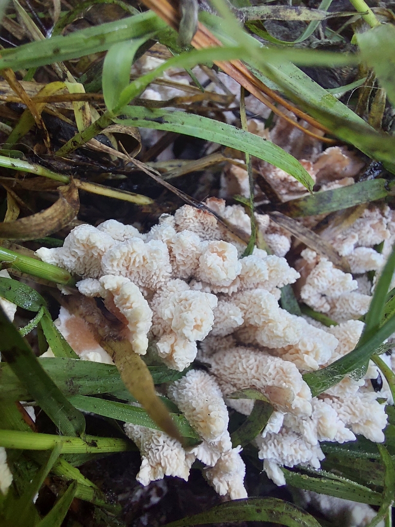 Abortiporus biennis · April 2023 · photo: © faedyl (iNaturalist, cc-by)