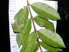 Psidium friedrichsthalianum