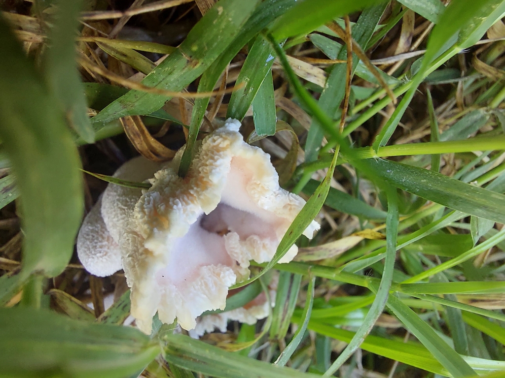 Abortiporus biennis · April 2023 · photo: © faedyl (iNaturalist, cc-by)