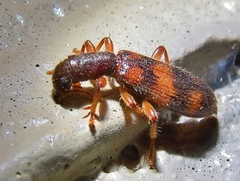 Cymatodera undulata