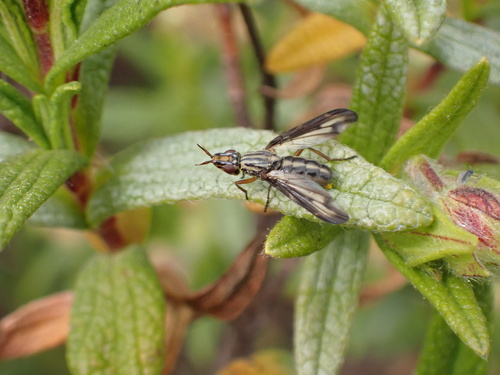 Dorycera grandis