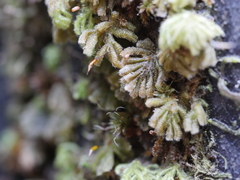 Catharomnion ciliatum