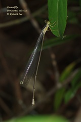 Pericnemis stictica