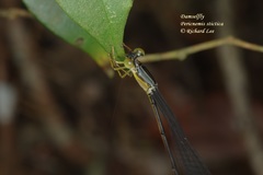 Pericnemis stictica