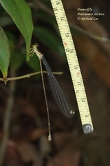 Pericnemis stictica