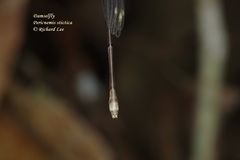 Pericnemis stictica