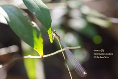Pericnemis stictica