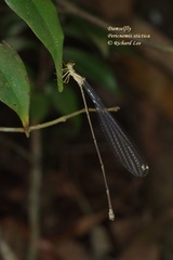 Pericnemis stictica