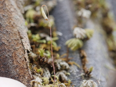 Catharomnion ciliatum