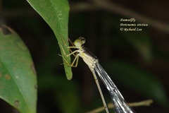Pericnemis stictica