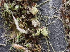 Catharomnion ciliatum