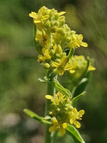 huľavníkovec lekársky (Sisymbrium officinale)
