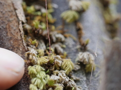 Catharomnion ciliatum