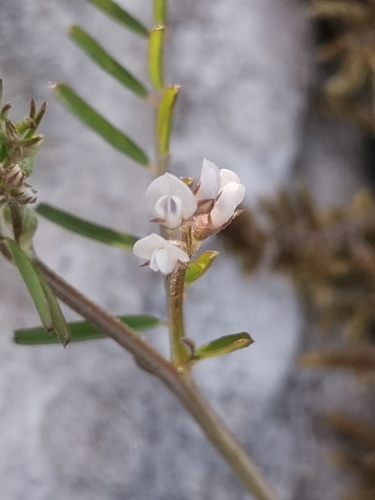 vika chlpatá (Vicia hirsuta)