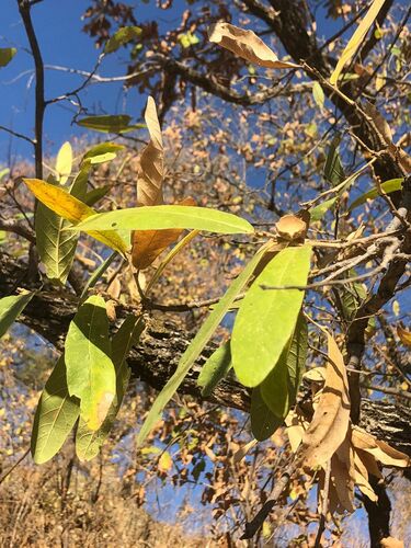 Quercus sororia