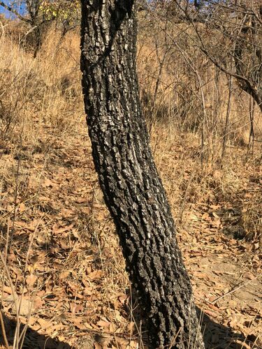 Quercus sororia