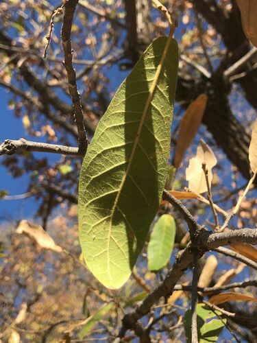 Quercus sororia