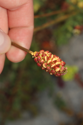 krvavec menší (Sanguisorba minor)