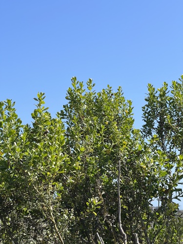 iNaturalist observation photo of coyote brush