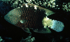 Abudjubbe's Splendor Wrasse photo 2