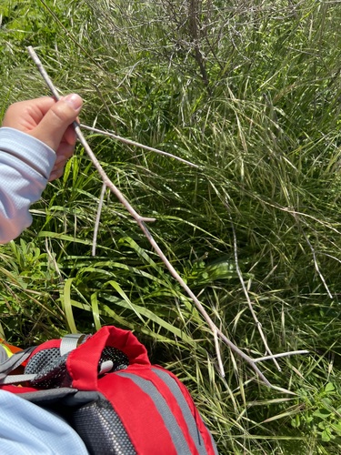 iNaturalist observation photo of poison hemlock