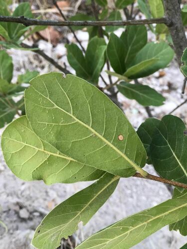 Quercus praineana