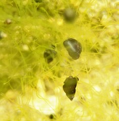 Afrolittorina acutispira