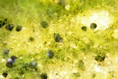 Afrolittorina acutispira