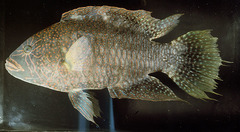 Abudjubbe's Splendor Wrasse photo 3