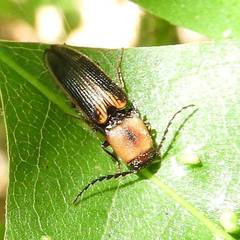 Megapenthes limbalis