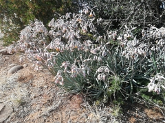 Cotyledon orbiculata dactylopsis