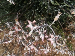 Cotyledon orbiculata dactylopsis