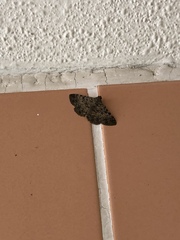 Lepidoptera