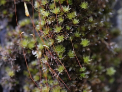 Leptostomum inclinans