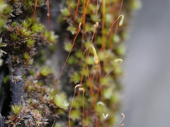 Leptostomum inclinans