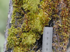 Leptostomum inclinans