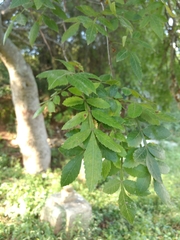 Bursera penicillata