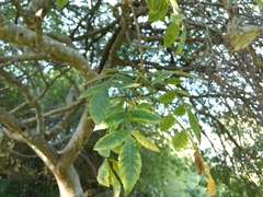 Bursera penicillata