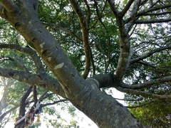 Bursera penicillata