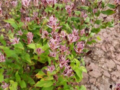 Tricyrtis