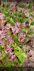Tricyrtis