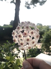 Hoya verticillata