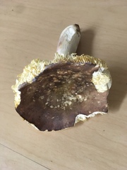Russula benwooii
