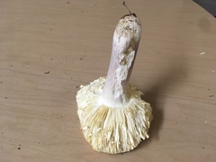 Russula benwooii